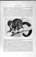Original Old Antique Print Natural History 1893-94 Mungoose Black Lemur 19th