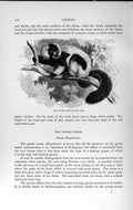 Old Antique Print Natural History 1893-94 Ruffed Lemur Hapalemur Animal 19th