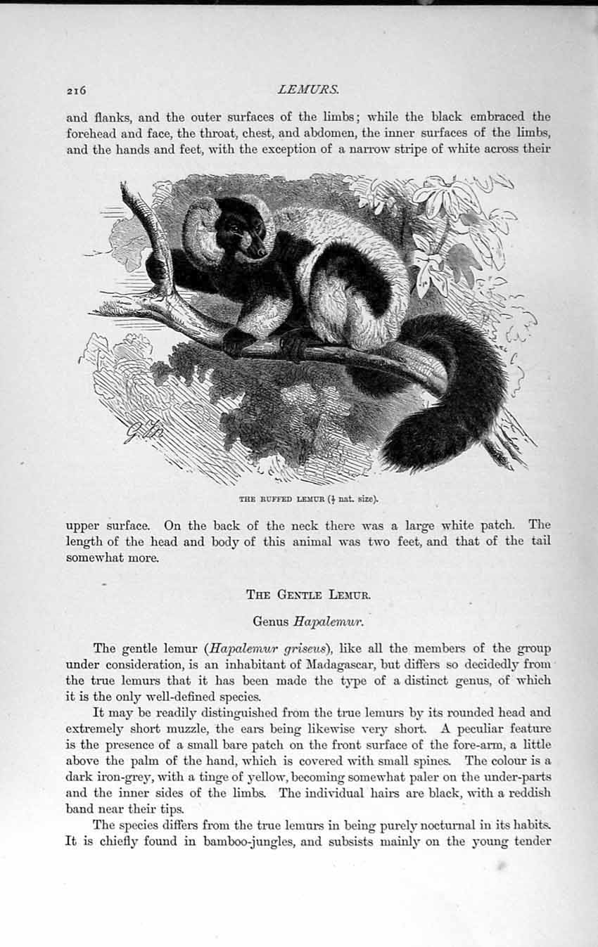 Old Antique Print Natural History 1893-94 Ruffed Lemur Hapalemur Animal 19th