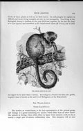 Old Antique Print Natural History 1893-94 Gentle Lemur Forked Mouse-Lemur 19th