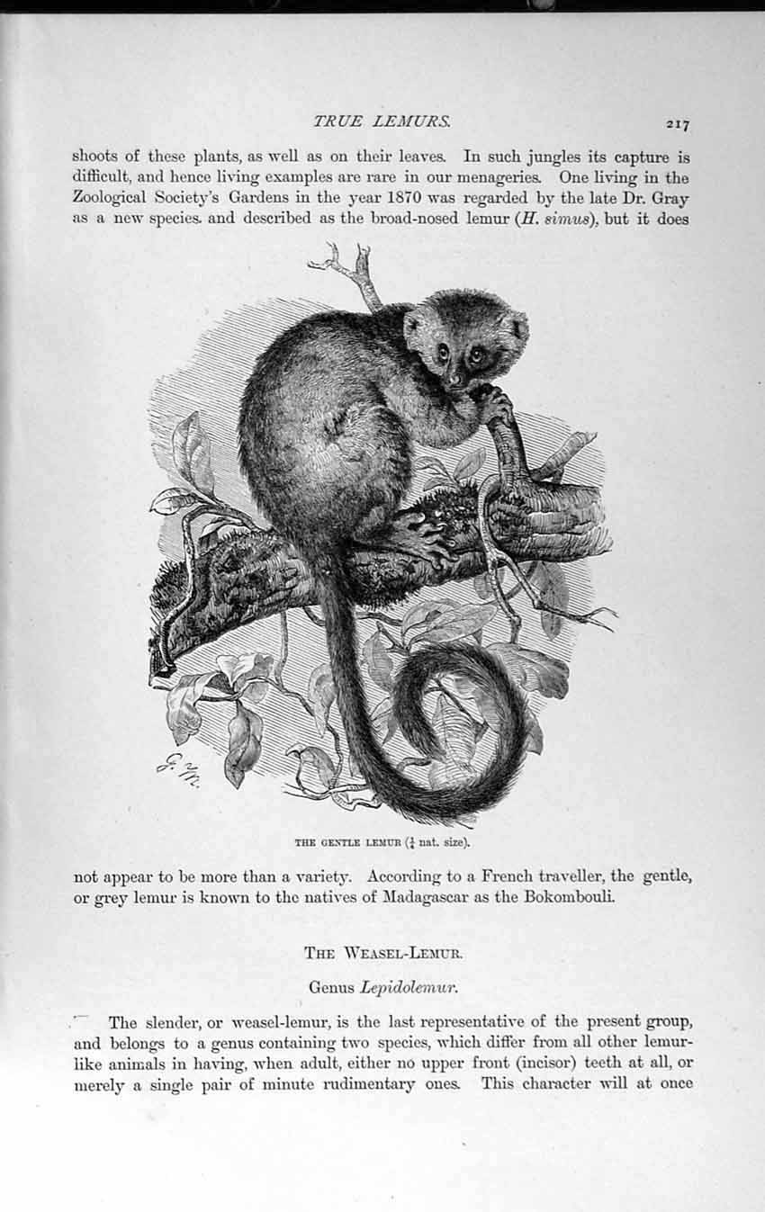 Old Antique Print Natural History 1893-94 Gentle Lemur Forked Mouse-Lemur 19th