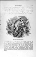 Original Old Antique Print Natural History 1893-94 Murine Mouse Lemur Galago