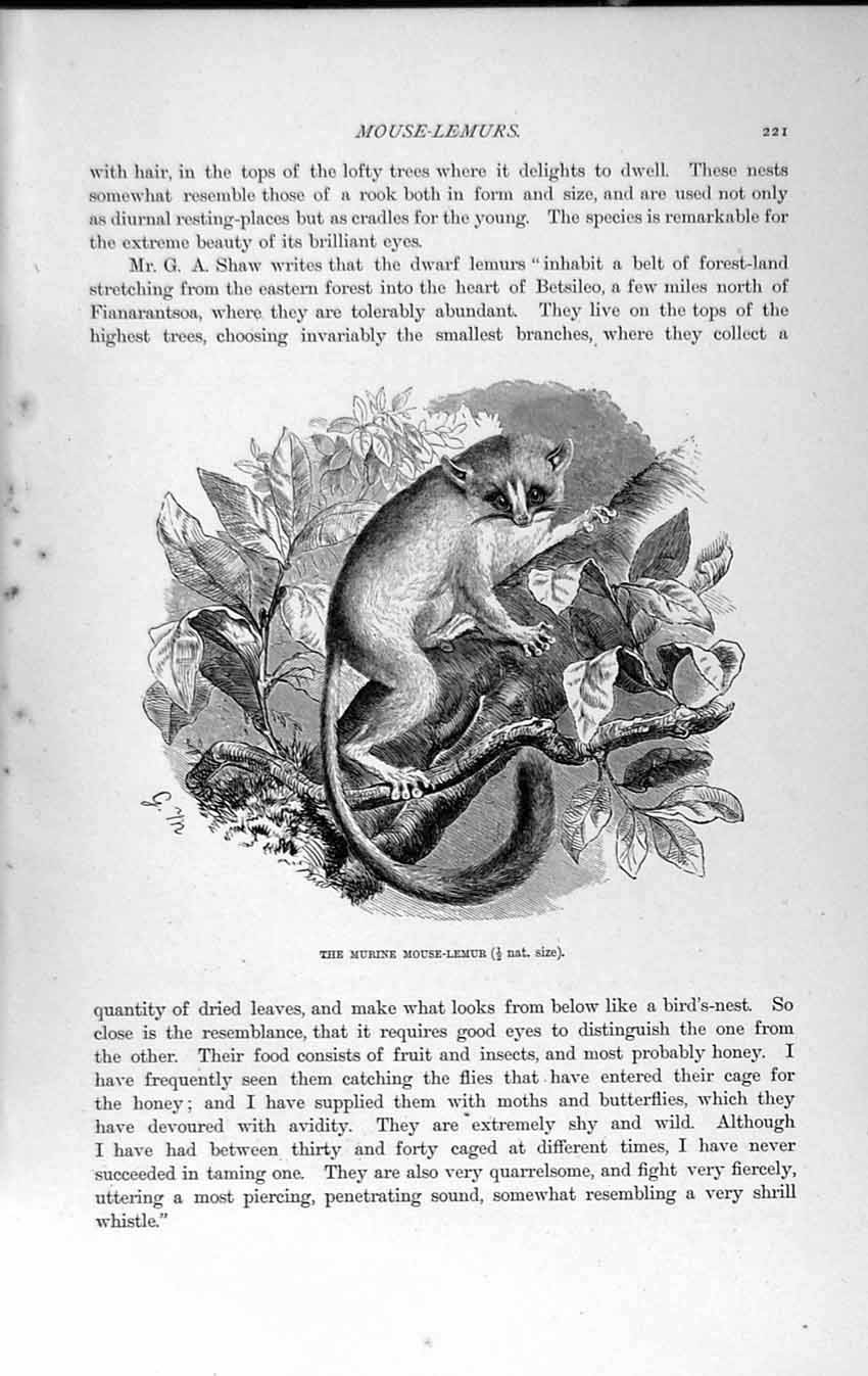 Original Old Antique Print Natural History 1893-94 Murine Mouse Lemur Galago