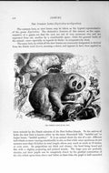 Old Antique Print Natural History 1893-94 Common Loris Nycticebus Animal 19th