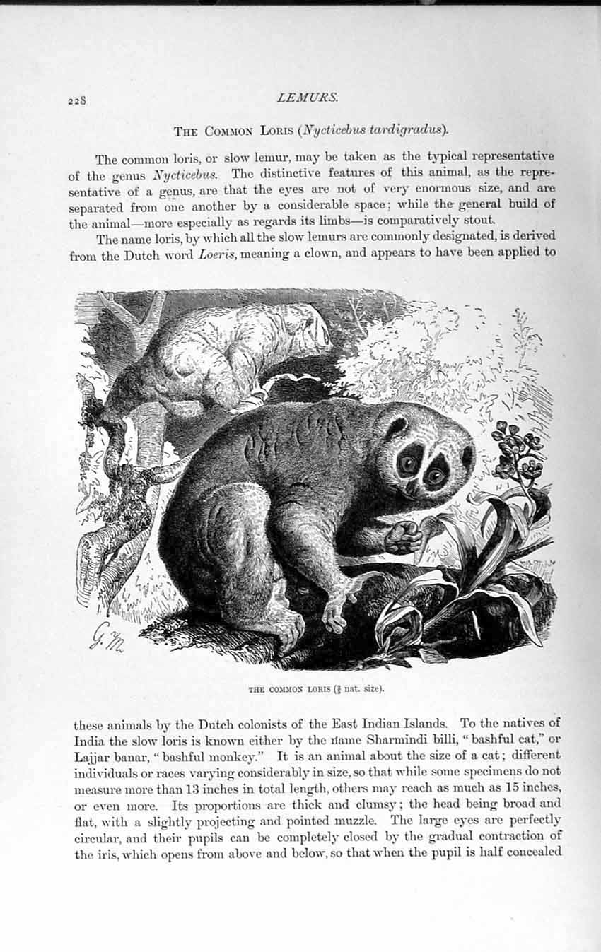 Old Antique Print Natural History 1893-94 Common Loris Nycticebus Animal 19th