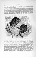 Original Old Antique Print Natural History 1893-94 Slender Loris Sleeping Tree