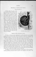 Original Old Antique Print Natural History 1893-94 Potto Asleep Bosman Lemur