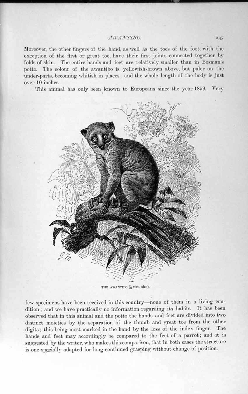 Original Old Antique Print Natural History 1893-94 Awantibo European Lemuroid