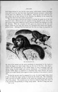 Original Old Antique Print Natural History 1893-94 Aye-Aye Wild Animal Tree