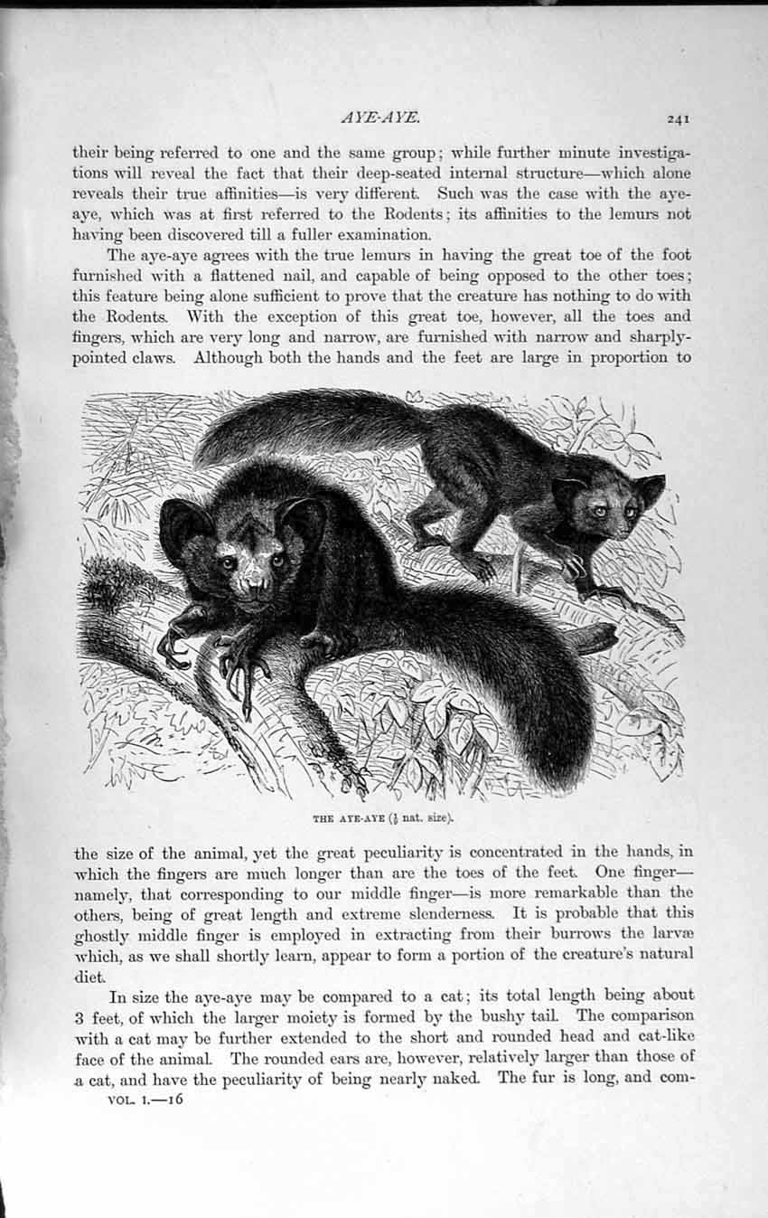 Original Old Antique Print Natural History 1893-94 Aye-Aye Wild Animal Tree