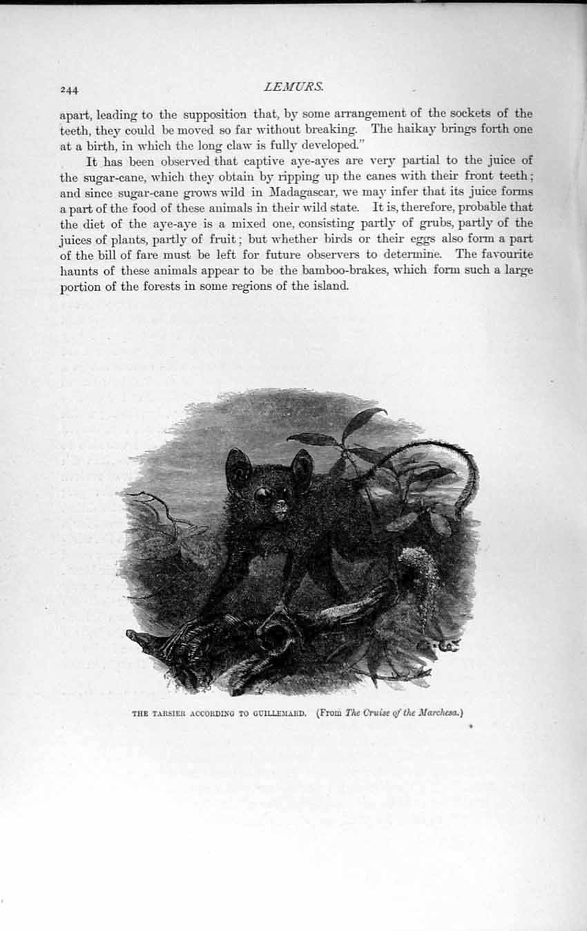 Old Antique Print Natural History 1893-94 Tarsier Guillemard Lemur Animal 19th