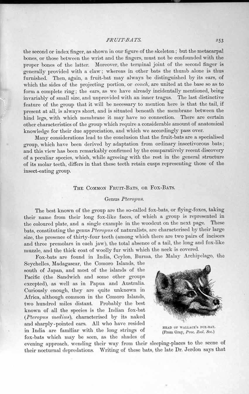 Original Old Antique Print Natural History 1893-94 Wallace Fox-Bat Kalong Malay