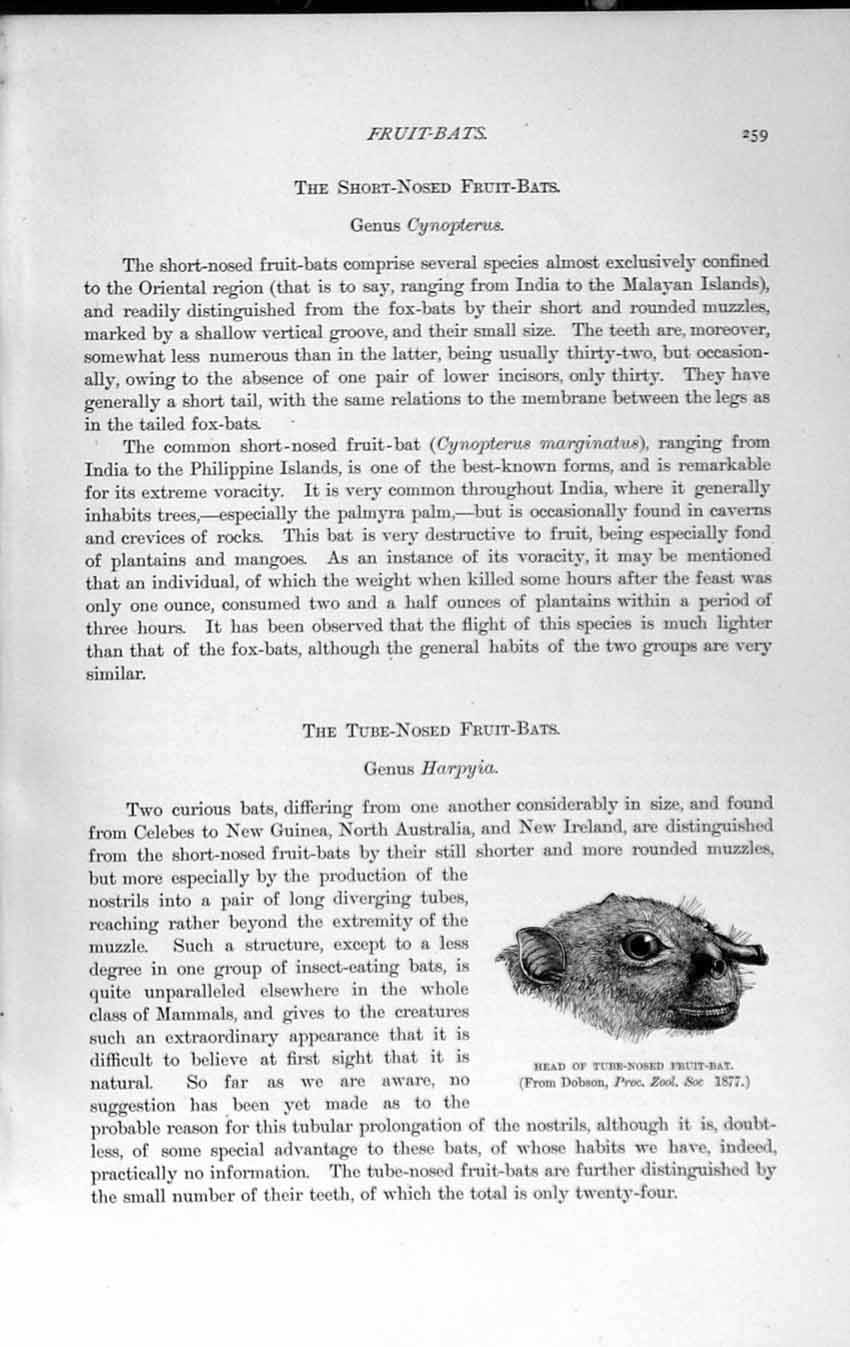 Original Old Antique Print Natural History 1893-94 Head Tube-Nosed Fruit Bat