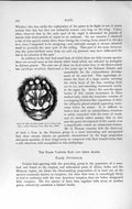 Original Old Antique Print Natural History 1893-94 Flower Nosed Bat Nycteridae