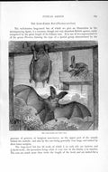 Old Antique Print Natural History 1893-94 Long Eared Bat Plecotus Auritus 19th