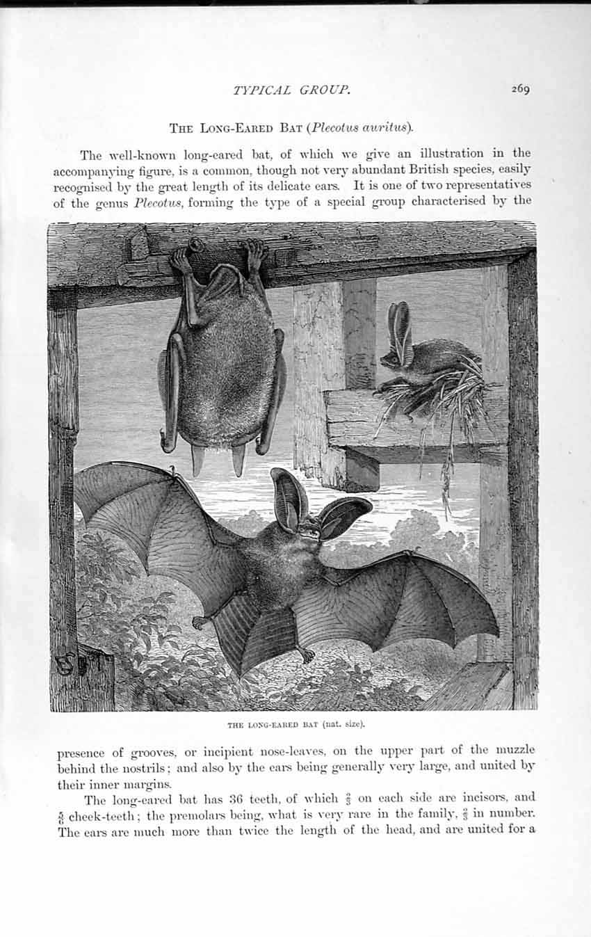 Old Antique Print Natural History 1893-94 Long Eared Bat Plecotus Auritus 19th