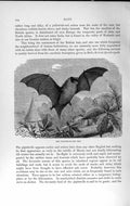 Original Old Antique Print Natural History 1893-94 Pipistrelle English Bat 19th