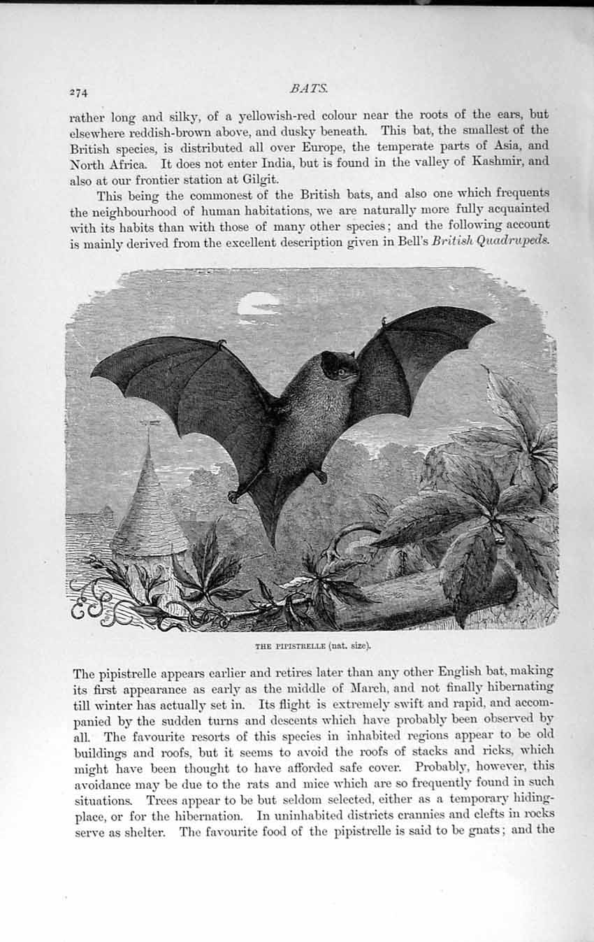 Original Old Antique Print Natural History 1893-94 Pipistrelle English Bat 19th