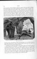 Old Antique Print Natural History 1893-94 Noctule Bat Sikhim Nipal Animal 19th