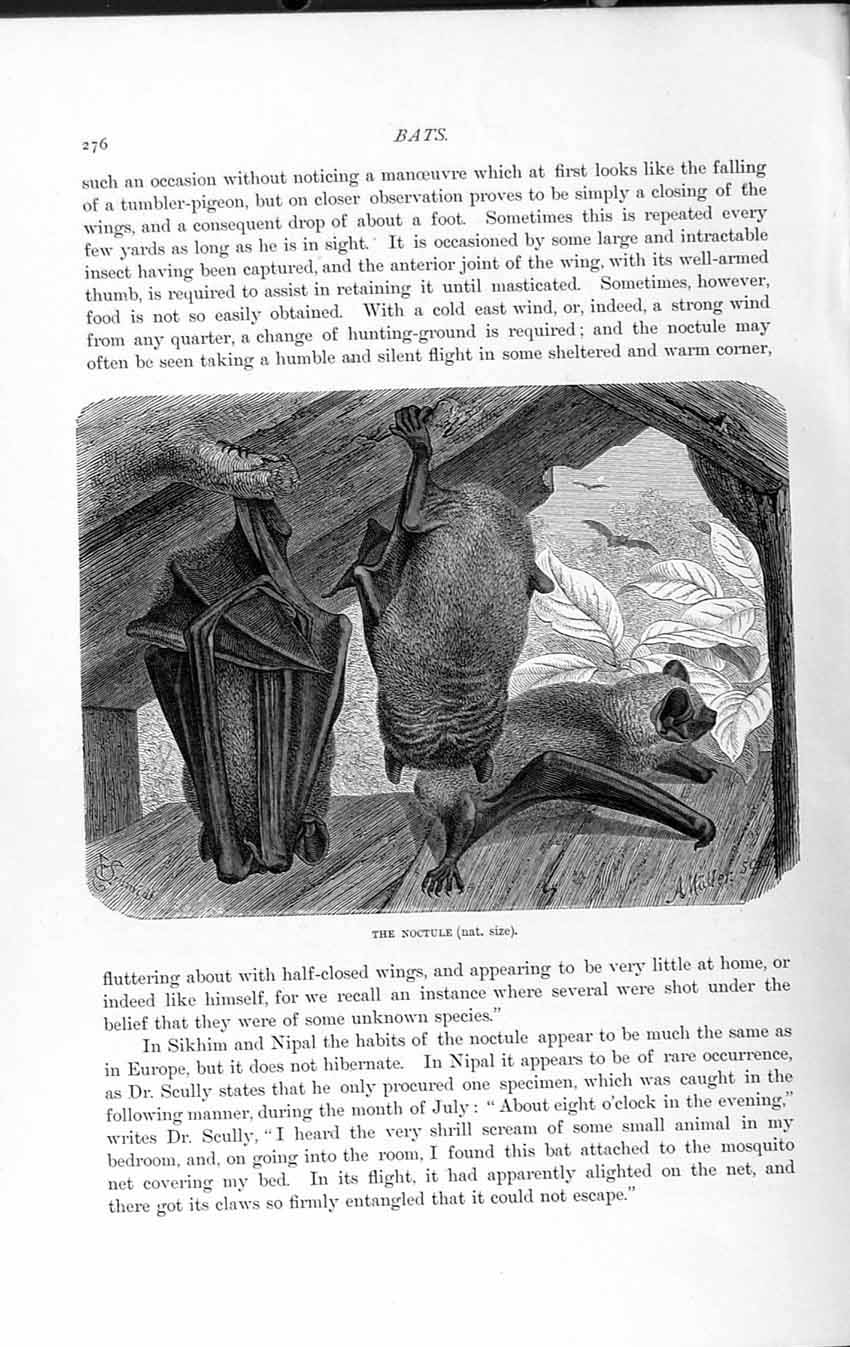 Old Antique Print Natural History 1893-94 Noctule Bat Sikhim Nipal Animal 19th