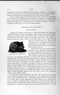 Old Antique Print Head Hoary Bat Genus Atalapha Natural History 1893-94 19th