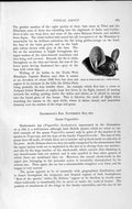 Original Old Antique Print Natural History 1893-94 Tube-Nosed Bat Daubenton