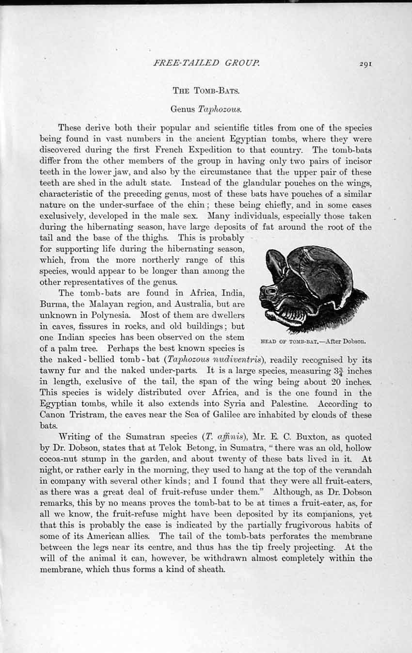 Original Old Antique Print Natural History 1893-94 Head Tomb Bat Animal 19th