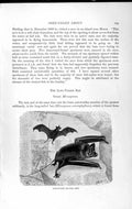 Original Old Antique Print Natural History 1893-94 Long-Tailed Bat Mastiff-Bat