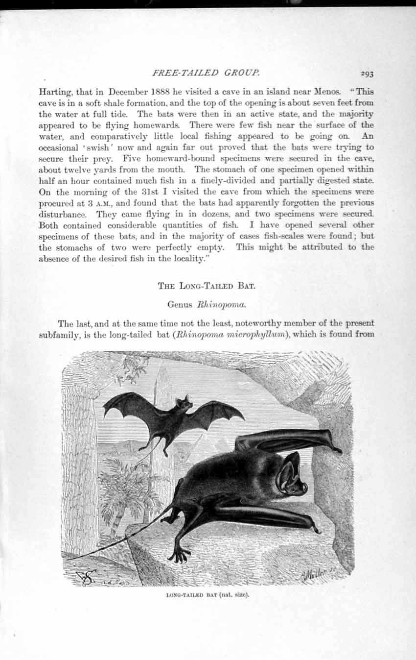 Original Old Antique Print Natural History 1893-94 Long-Tailed Bat Mastiff-Bat