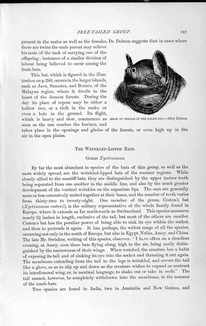 Original Old Antique Print Natural History 1893-94 Head Female Naked Bat Dobson