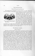 Old Antique Print Head Blainville Chin-Leafed Bat Natural History 1893-94 19th