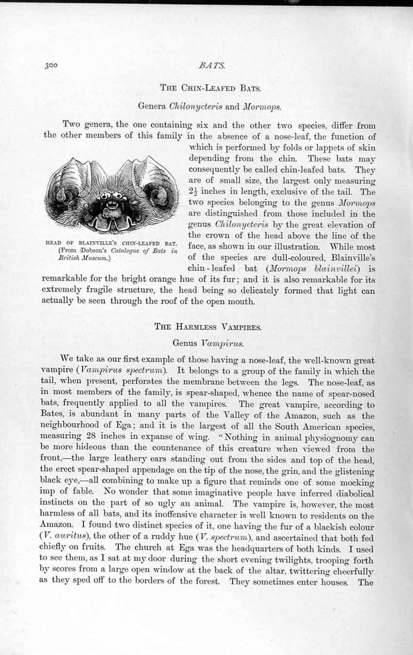 Old Antique Print Head Blainville Chin-Leafed Bat Natural History 1893-94 19th