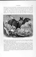 Old Antique Print Natural History 1893-94 Great Vampire Bat Javelin Genus 19th
