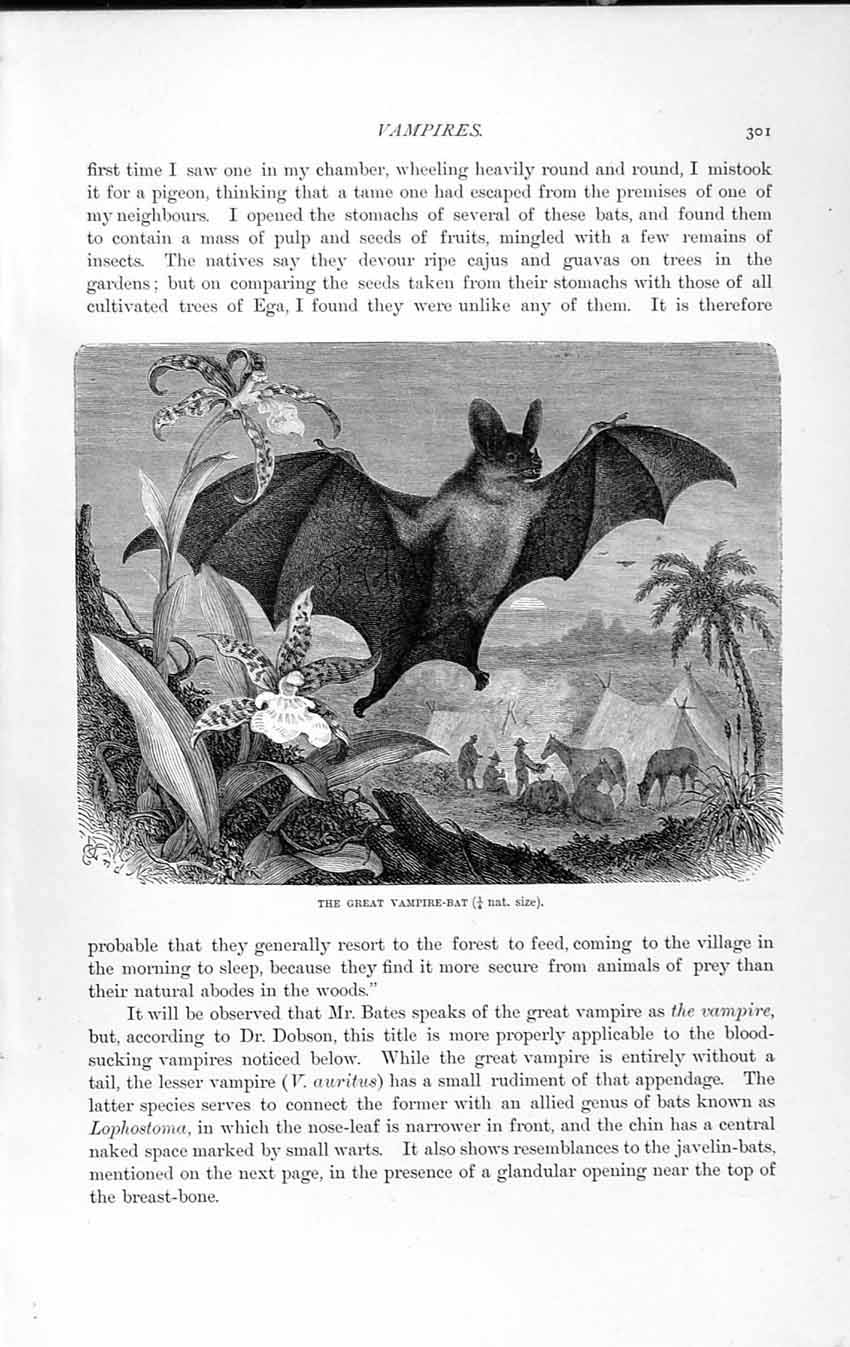 Old Antique Print Natural History 1893-94 Great Vampire Bat Javelin Genus 19th