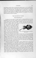 Original Old Antique Print Natural History 1893-94 Long-Tongued Vampire Bat