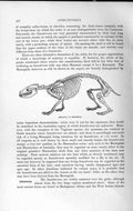 Original Old Antique Print Natural History 1893-94 Skeleton Hedgehog Animal