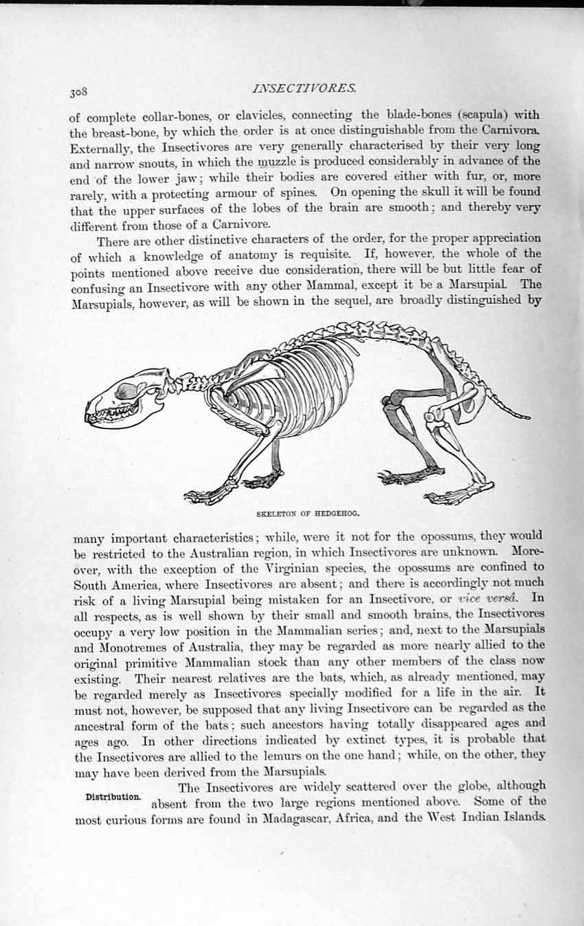 Original Old Antique Print Natural History 1893-94 Skeleton Hedgehog Animal
