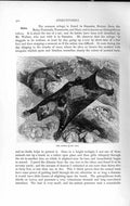 Original Old Antique Print Natural History 1893-94 Cobego Sumatra Borneo Java