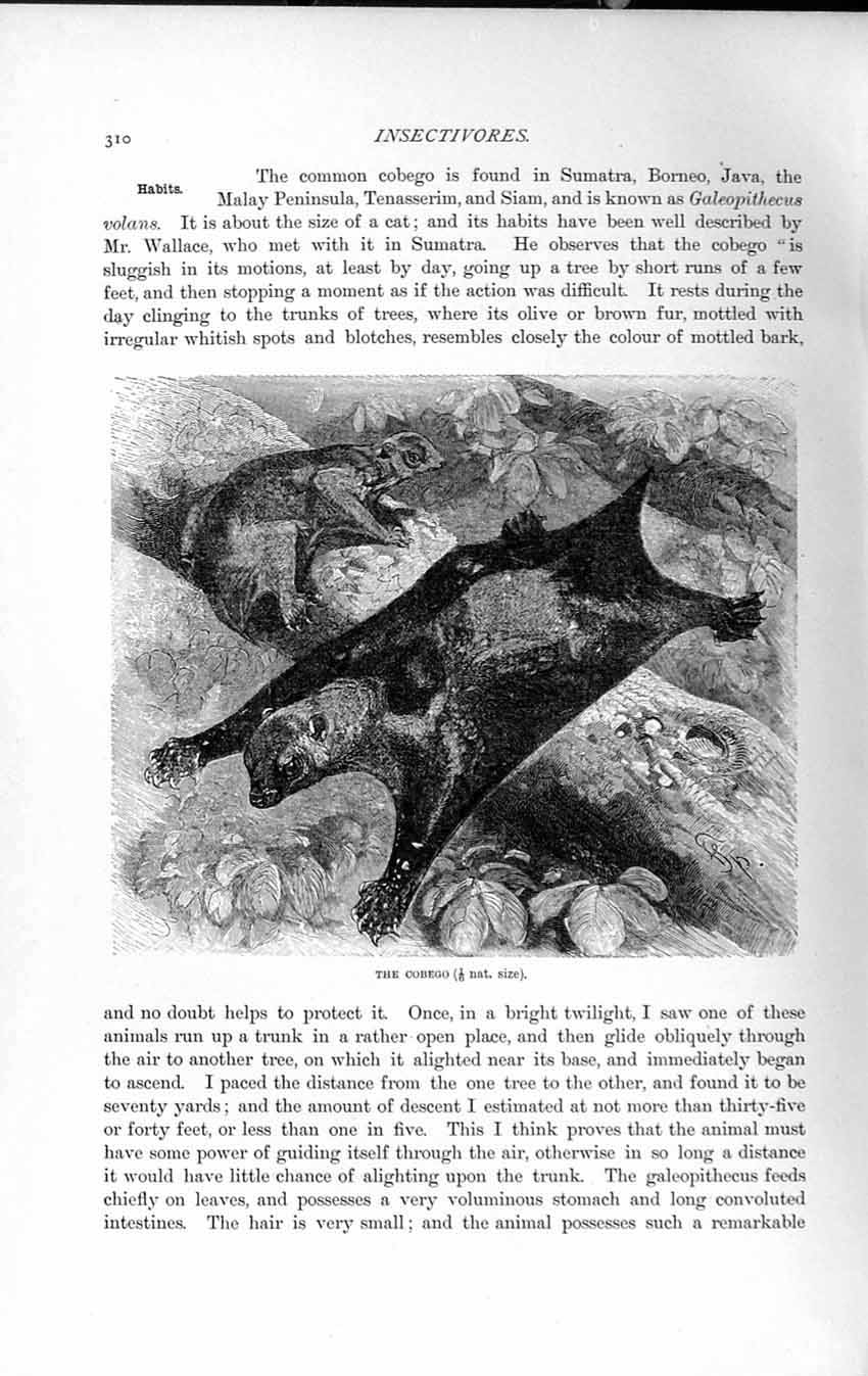 Original Old Antique Print Natural History 1893-94 Cobego Sumatra Borneo Java