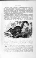 Original Old Antique Print Natural History 1893-94 Common Tree Shrew Pen-Tailed
