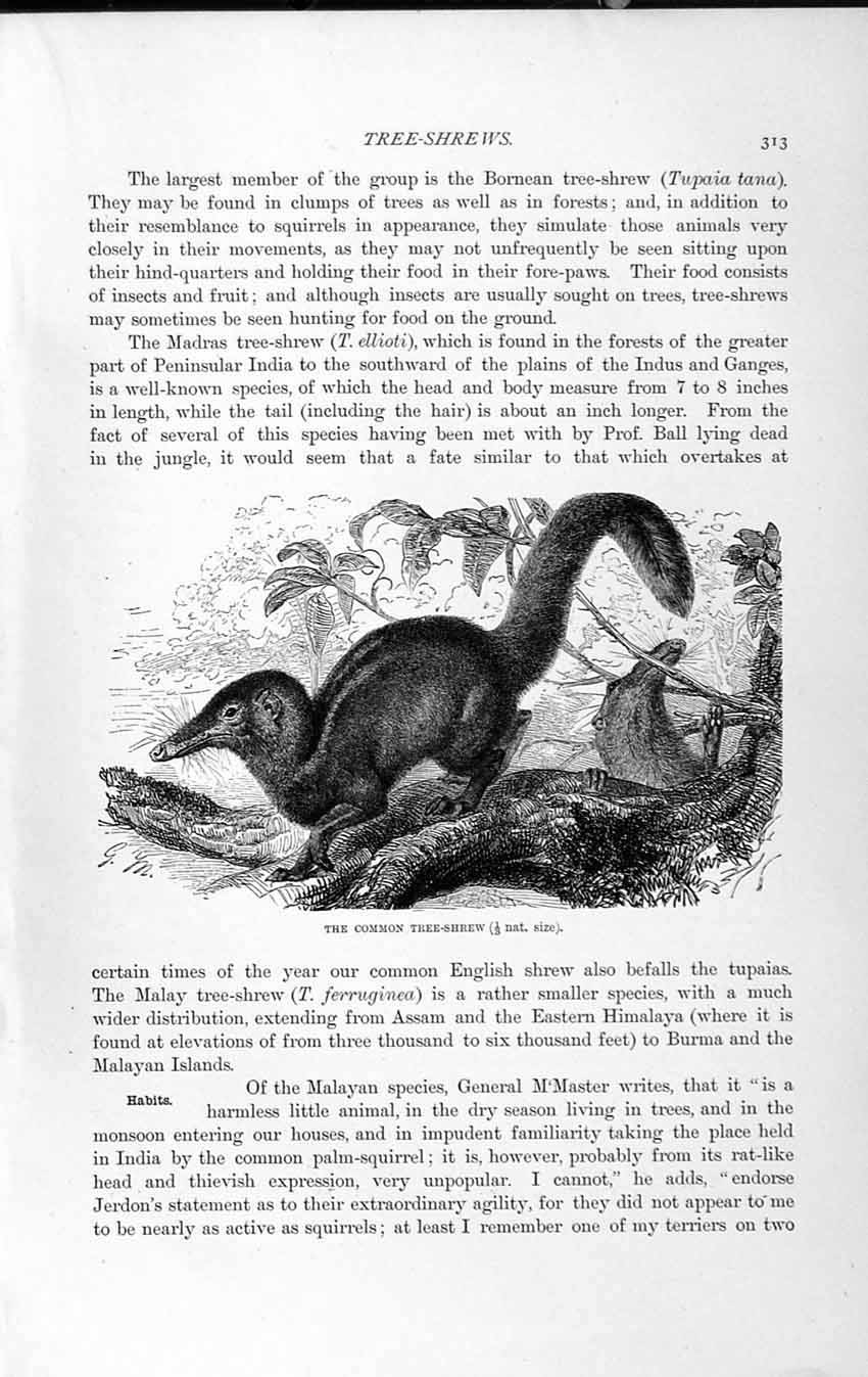 Original Old Antique Print Natural History 1893-94 Common Tree Shrew Pen-Tailed