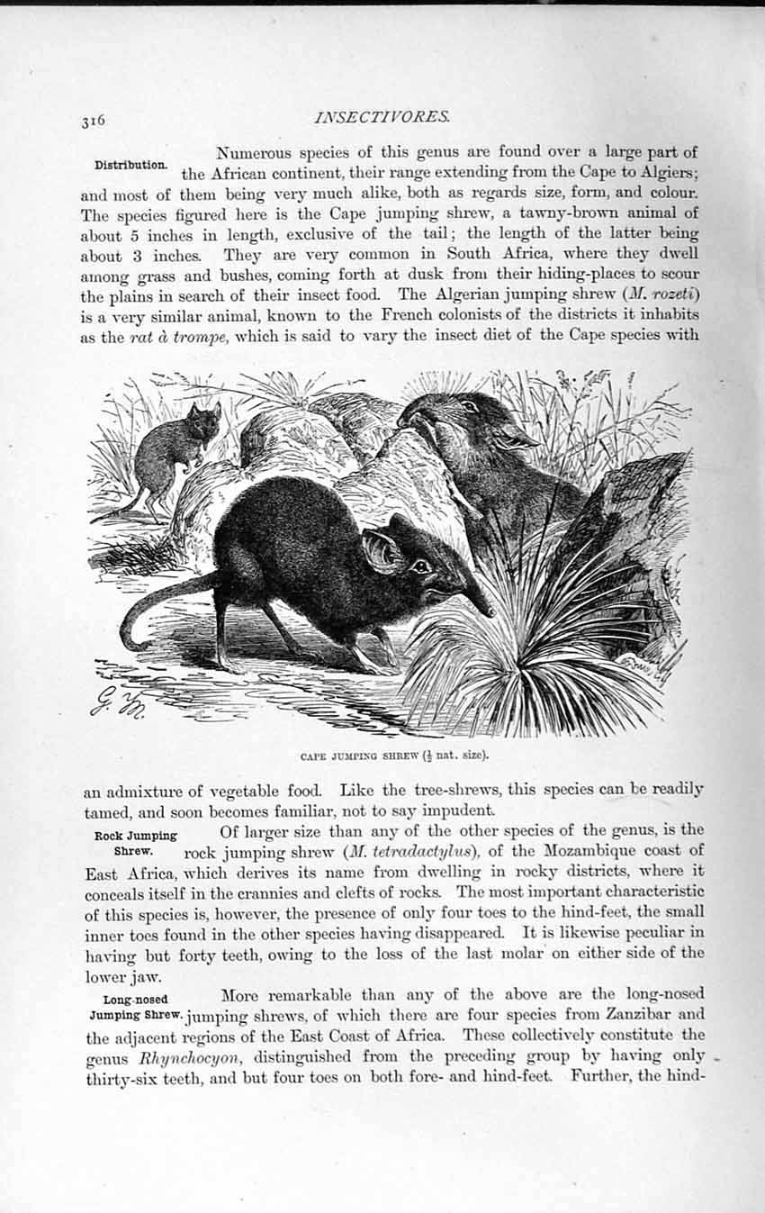 Original Old Antique Print Natural History 1893-94 Cape Jumping Shrew Africa