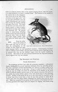 Original Old Antique Print Natural History 1893-94 Rock Jumping Shrew Animal