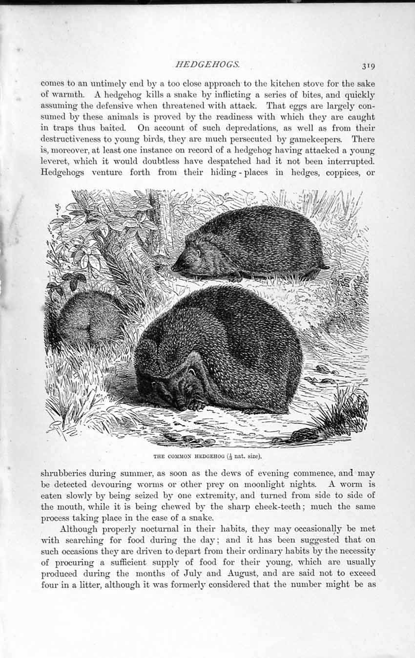Original Old Antique Print Natural History 1893-94 Common Hedgehog Insectivores