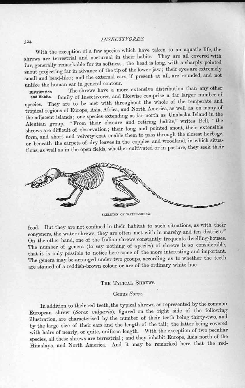 Original Old Antique Print Natural History 1893-94 Skeleton Water Shrew Genus
