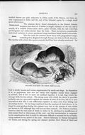 Original Old Antique Print Natural History 1893-94 Spider Musk Shrew Common