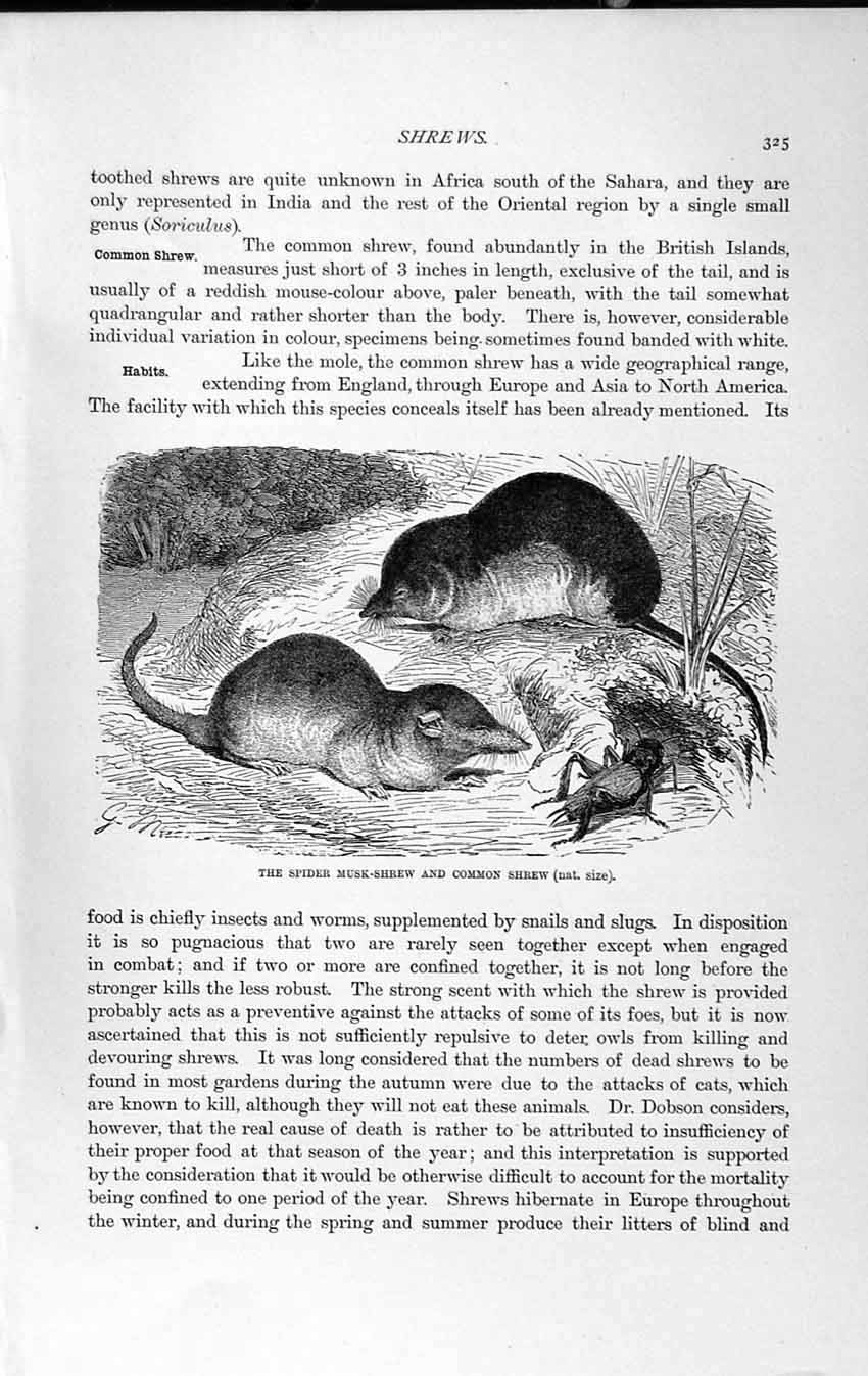 Original Old Antique Print Natural History 1893-94 Spider Musk Shrew Common