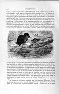 Original Old Antique Print Natural History 1893-94 Water Shrew Animal River