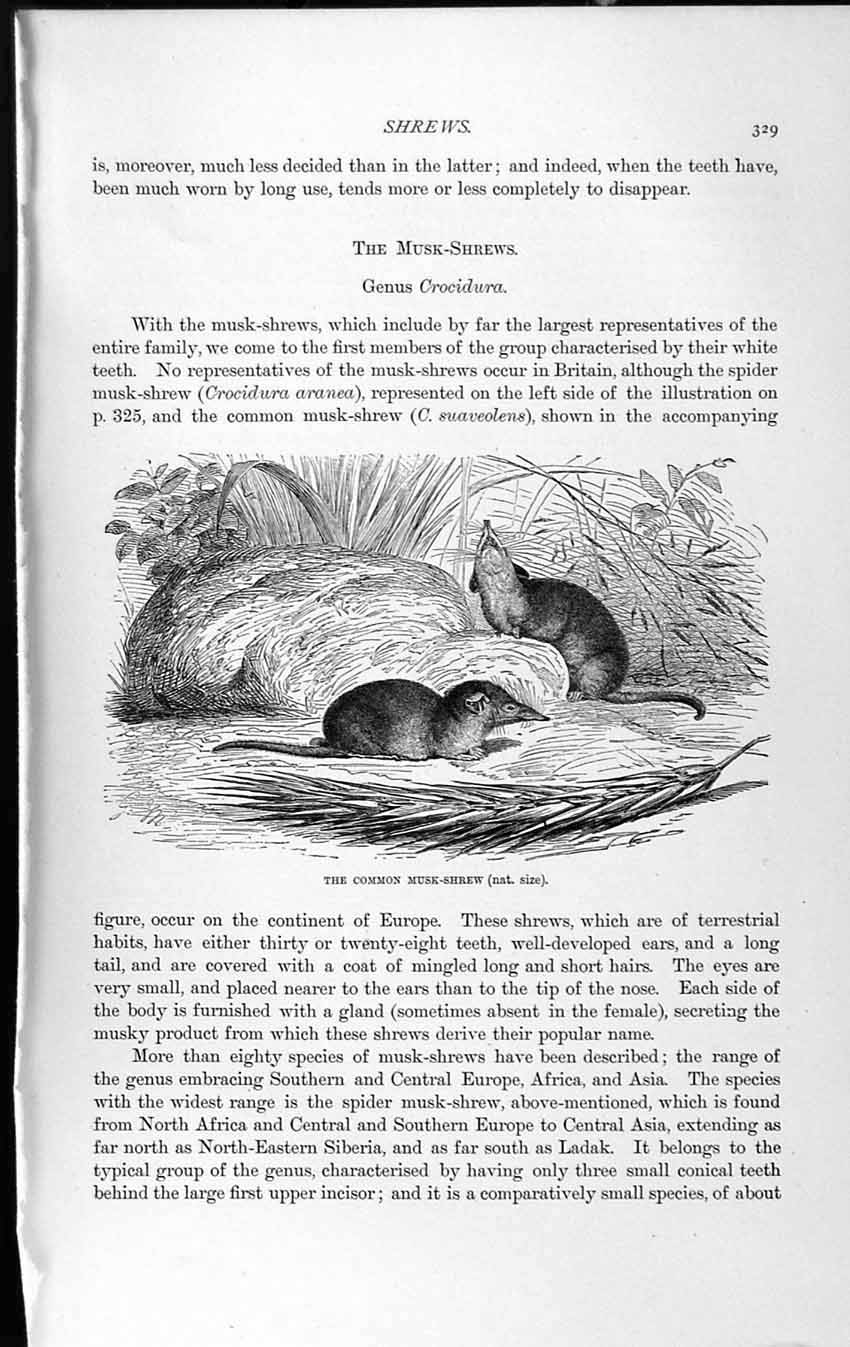 Original Old Antique Print Natural History 1893-94 Common Musk Shrew Crocidura