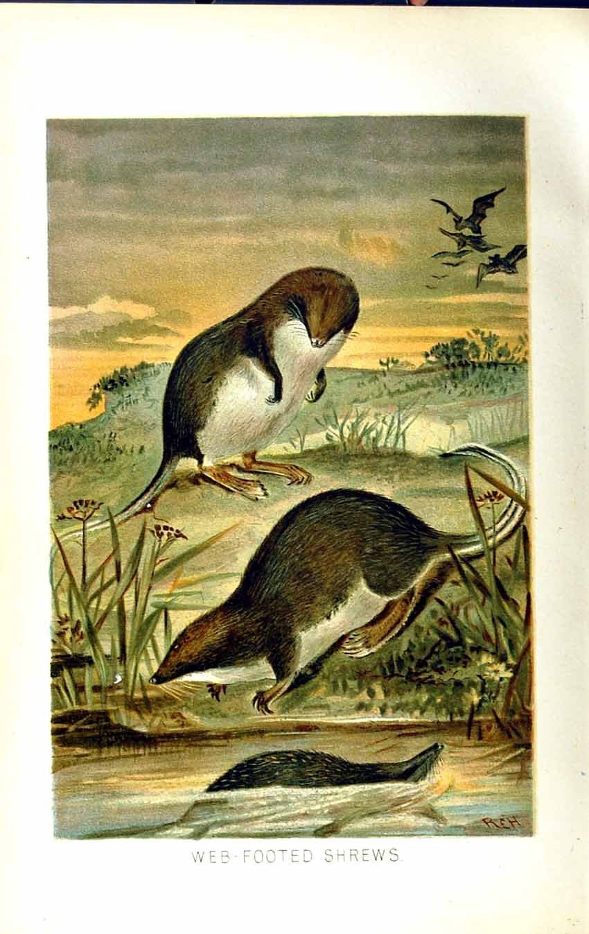 Original Old Antique Print Web-Footed Shrews Animals Natural History 1893-94